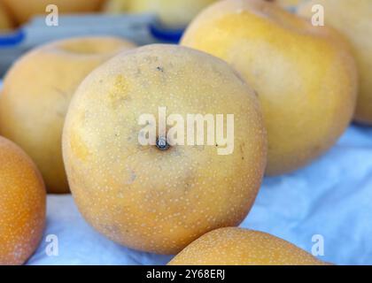 Close up on many Shinko Asian Pears on display at Farmer's Market. Stock Photo