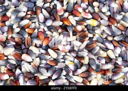 Close up on background of  Indian Corn kernels on a flat surface viewed from above. wooden spoon moves back and forth to move the colorful kernels of Stock Photo