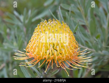 Close up on Leucospermum cordifolium, an ornamental pincushion flower beginning to bloom. Stock Photo
