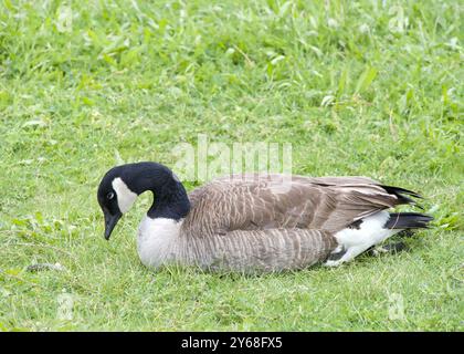 One adult Canada Goose laying in green grass in city park. Stock Photo