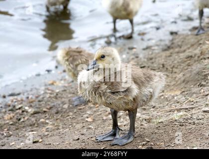 Close up on a wet Canada Goose gosling standing on shore of a local city park pond, siblings in background. Stock Photo