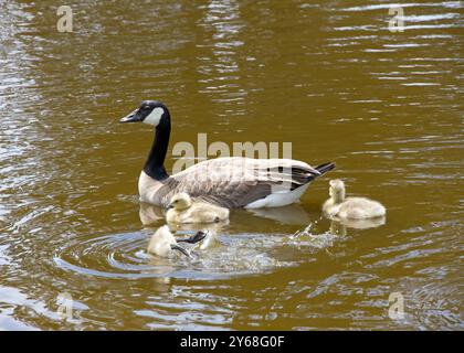 Adult Canada geese with goslings swimming in a pond at a public city park on a sunny spring day. One gosling diving under for food. Stock Photo