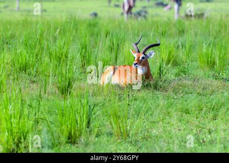 A male Uganda Kob in Murchison Falls National Park Stock Photo