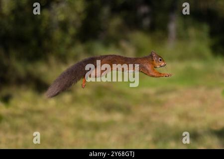 A red squirrel mid-air jump captured in a forest with a blurred green background. Stock Photo