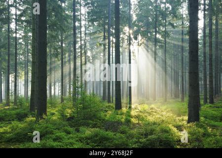 Spruce forest with fog and sunbeams, sun shining through the tree trunks, Huertgenwald, North Rhine-Westphalia, Germany, Europe Stock Photo