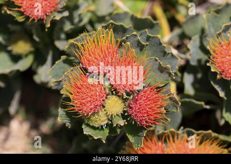 Pincushion protea (Protea Leucospermum erubescens), flower, flowering, silver tree plant, Kirstenbosch Botanical Gardens, Cape Town, South Africa, Afr Stock Photo