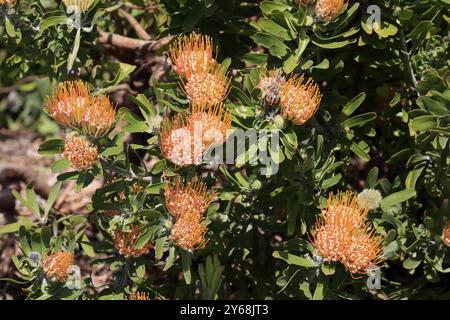 Pincushion protea (Protea Leucospermum erubescens), flower, flowering, silver tree plant, Kirstenbosch Botanical Gardens, Cape Town, South Africa, Afr Stock Photo