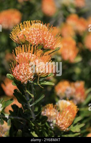 Pincushion protea (Protea Leucospermum erubescens), flower, flowering, silver tree plant, Kirstenbosch Botanical Gardens, Cape Town, South Africa, Afr Stock Photo