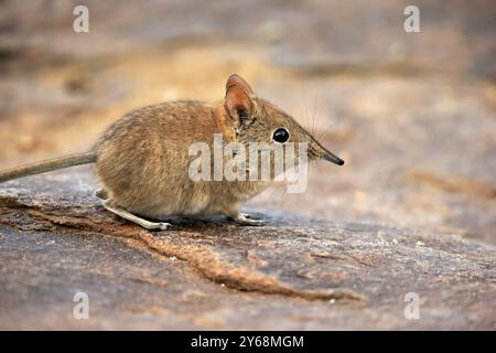 Short-eared elephant shrew, (Macroscelides probosideus), adult, foraging, Mountain Zebra National Park, Eastern Cape, South Africa, Africa Stock Photo