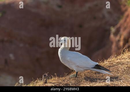 Northern gannet (Morus bassanus) standing on the cliff edge, offshore island of Heligoland, North Sea, Pinneberg district, Schleswig-Holstein, Germany Stock Photo