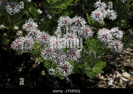 Seru Rixa Serruria fucifolia (Serruria fucifolia), flowers, flowering, bush ...