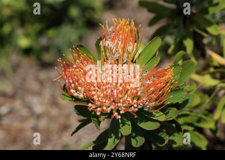 Pincushion protea (Protea Leucospermum erubescens), flower, flowering, silver tree plant, Kirstenbosch Botanical Gardens, Cape Town, South Africa, Afr Stock Photo