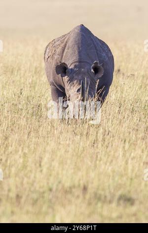 Black rhinoceros (Diceros bicornis) on a grass savanna in Africa, Maasai Mara National Reserve, Kenya, Africa Stock Photo