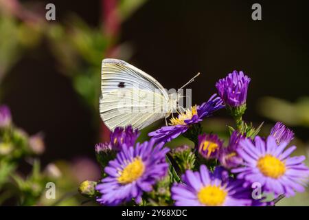 A Small white butterfly (Pieris rapae) on Michaelmas daisies (Aster) Stock Photo