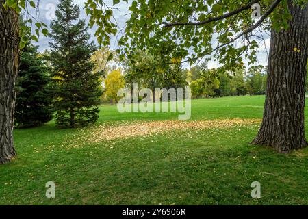 A tranquil park scene with lush green grass, scattered autumn leaves, and tall trees under a cloudy sky. Bowness Park Calgary Alberta Canada Stock Photo