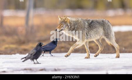 Eurasian wolf (Canis lupus lupus), also known as the common wolf, is a subspecies of grey wolf native to Europe and Asia. It was once widespread throu Stock Photo