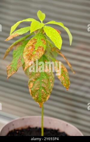 Sick Avocado Persea americana plant with leaves turning brown Stock Photo