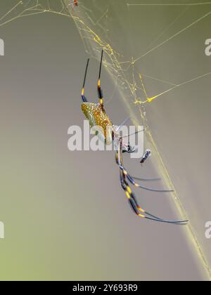 Golden silk orb-weaver Giant tropical spider (Trichonephila clavipes) formerly known as Nephila clavipes. Spider in web with insect prey. Wildlife sce Stock Photo