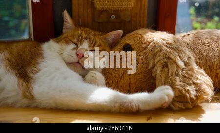 Cute cat sleeping on a toy dog. Stock Photo