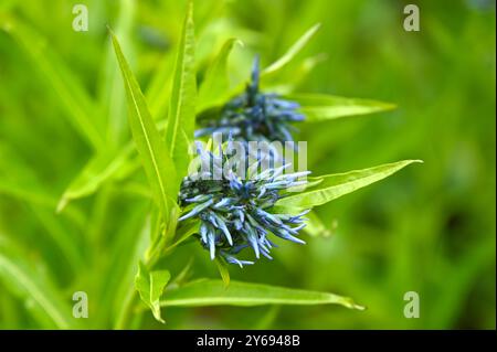 Metallic blue spring flowers of eastern bluestar Stock Photo