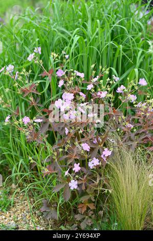 Red foliage and delicate pink spring flowers of spotted cranesbill, Geranium maculatum 'Elizabeth Ann' in UK garden May Stock Photo