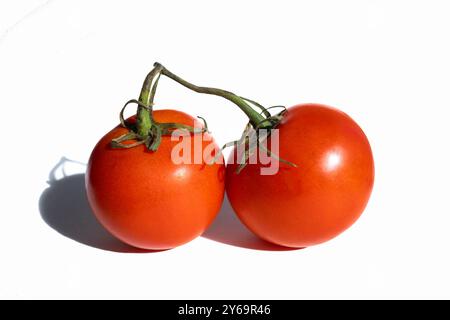 two ripe red tomatoes attached at vine on white with shadows Stock Photo