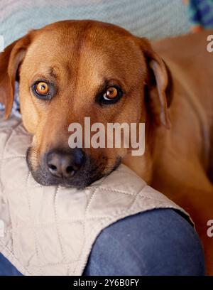 Cute Dog resting his head on the Arm of a Chair Stock Photo