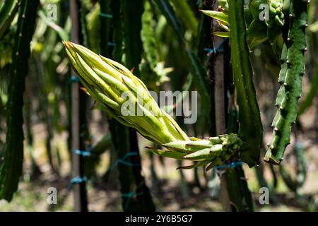 Dragon fruit isn't just a beautiful fruit but a nutritional powerhouse. Dragon fruit flower only blooms at night and wilts during the day Stock Photo