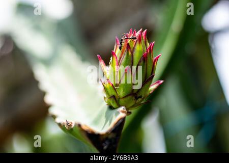 The Dragon fruit plant blooms only once a year, overnight. Twelve hours later, the flowers wilt and die. Dragon fruit is not just a beautiful fruit bu Stock Photo