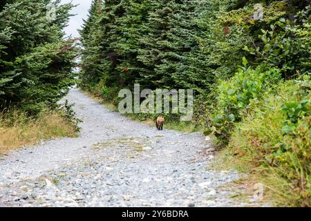 Red fox on the trail to the lighthouse in Ferryland, Newfoundland & Labrador, Canada Stock Photo