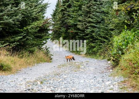 Red fox on the trail to the lighthouse in Ferryland, Newfoundland & Labrador, Canada Stock Photo