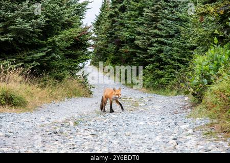 Red fox on the trail to the lighthouse in Ferryland, Newfoundland & Labrador, Canada Stock Photo