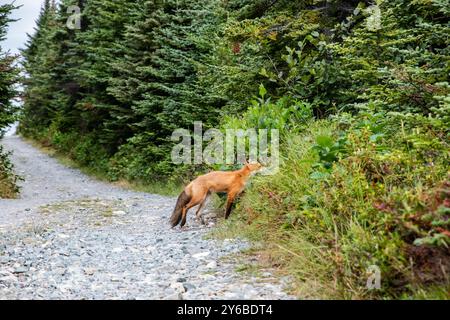 Red fox on the trail to the lighthouse in Ferryland, Newfoundland & Labrador, Canada Stock Photo