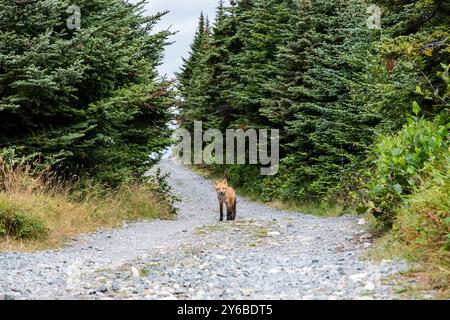 Red fox on the trail to the lighthouse in Ferryland, Newfoundland & Labrador, Canada Stock Photo