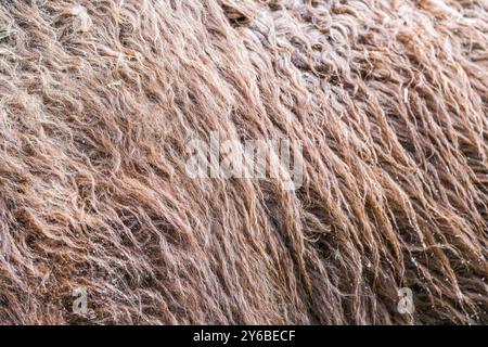 Fur of a camel close-up. Hairy brown background. Stock Photo