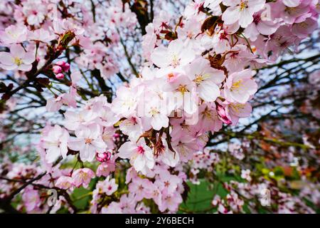 Blooming cherry tree in spring, full of pink flowers. Stock Photo