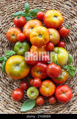 A vibrant collection of freshly picked tomatoes in various shades of red, orange, and green fills a woven basket Stock Photo