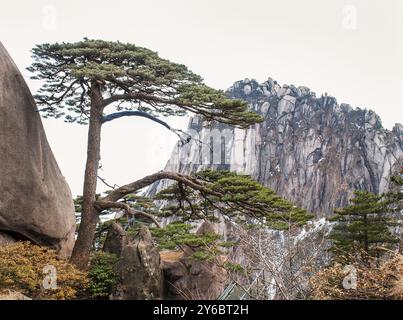 The welcoming pine at the entrance of Huangshan National Park. Anhui province. China. Stock Photo