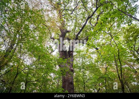 A massive, ancient oak with a thick, gnarled trunk is seen from directly below, its canopy spreading in Hainich National Park, Thuringia, Germany. Stock Photo