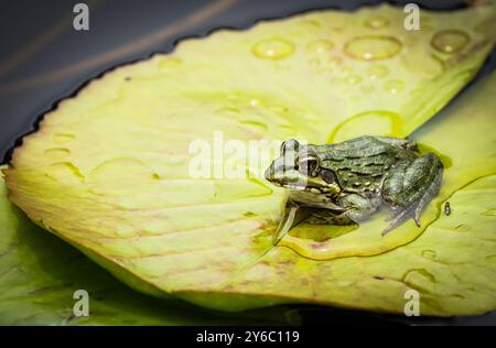 Cape River frog (Amietia fuscigula) sitting on a lily pad in a pond in the wild at Harold Porter national botanical garden, Betty's bay, Kogelberg Stock Photo