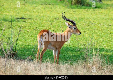 A Uganda Kob in Murchison Falls National Park Stock Photo