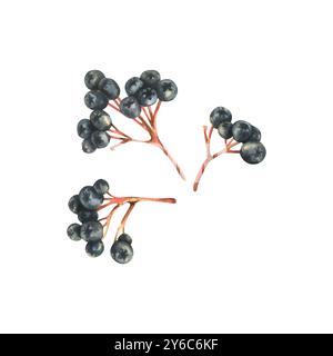 Branches of black chokeberry berries Sorbaronia fallax three bunches. Hand drawn watercolor illustration on the theme of autumn and harvest. Set of Stock Photo