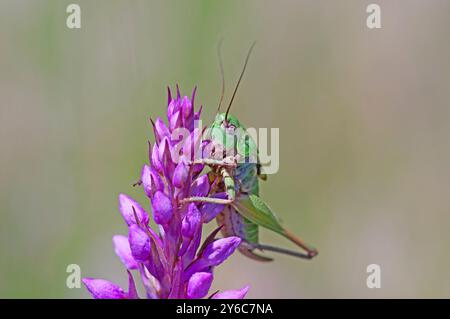 Meadow Grashopper (Pseudochorthippus parallelus). Female on orchid flower. Austria Stock Photo