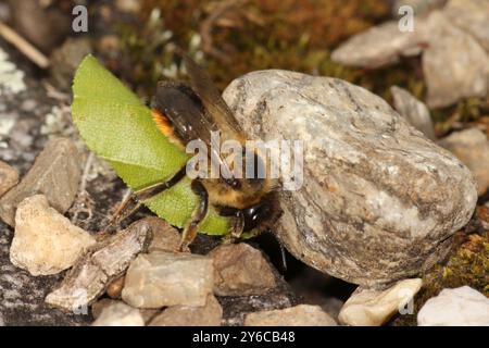 Leaf-cutter Bee (Megachile sp.). Female carries cut leaf to its nest in order to line the cells. Germany Stock Photo