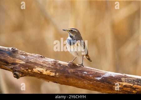 White-spotted Bluethroat (Luscinia svecica cyanecula). Female standing on a log. Germany Stock Photo