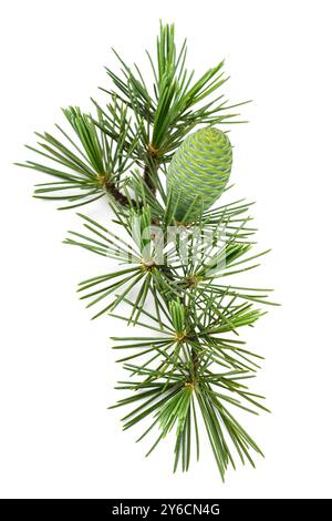 Cedrus deodara twig with cone isolated on white background Stock Photo