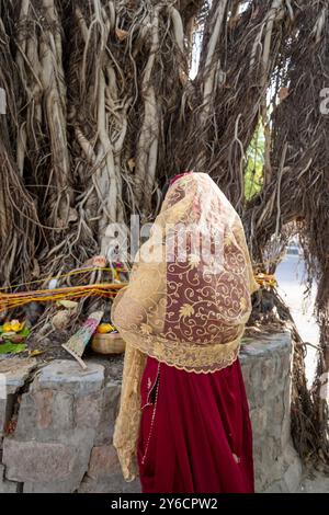 devotee worshiping the holy banyan tree with offerings at day on the ...