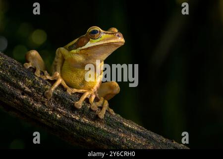 Masked Tree Frog (Smilisca manisorum) on branch in rain forest, Costa Rica. Stock Photo