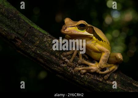 Masked Tree Frog (Smilisca manisorum) on branch in rain forest, Costa Rica. Stock Photo
