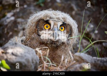 European Eagle Owl (Bubo bubo). Portrait of an owlet. Germany Stock Photo
